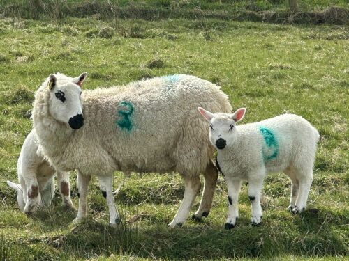 1 KERRY HILL FULL MOUTH EWE & TEXEL LAMB BIDS PER LIFE
