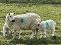 1 KERRY HILL FULL MOUTH EWE & TEXEL LAMB BIDS PER LIFE