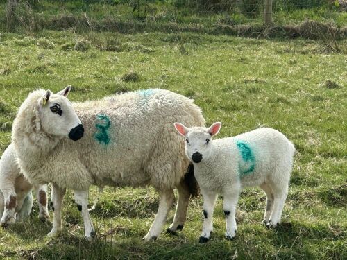 1 KERRY HILL FULL MOUTH EWE & TEXEL LAMB BIDS PER LIFE