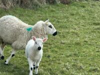 1 KERRY HILL FULL MOUTH EWE & TEXEL LAMB BIDS PER LIFE - 2