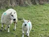 1 KERRY HILL FULL MOUTH EWE & TEXEL LAMB BIDS PER LIFE - 3