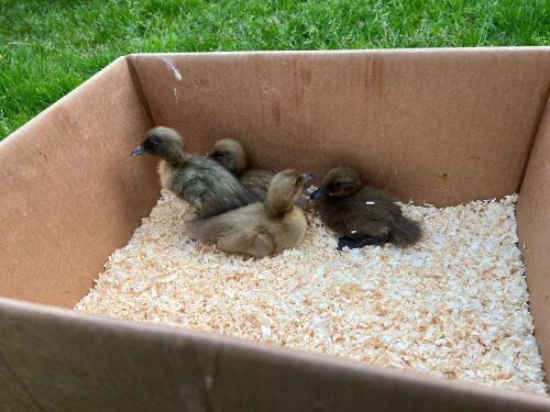 4 INDIAN RUNNER DUCKLINGS BIDS PER LIFE