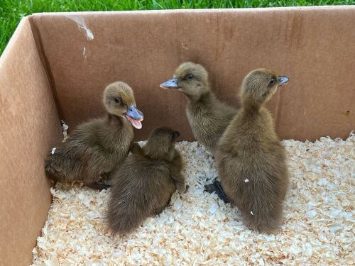4 KHAKI CAMPBELL DUCKLINGS BIDS PER LIFE