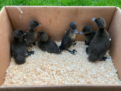 6 DARK CAMPBELLS DUCKLINGS
