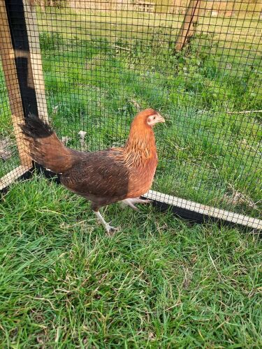 OLD ENGLISH GAME BANTAM POL PULLET