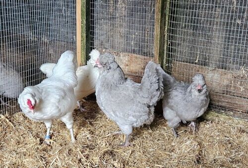 3 LAVENDER/WHITE ARAUCANCA BANTAMAS BIDS PER LIFE