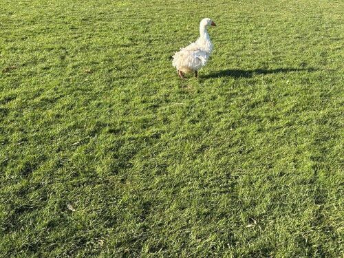 1 WHITE SEBASTOPOL GANDER GOOSE