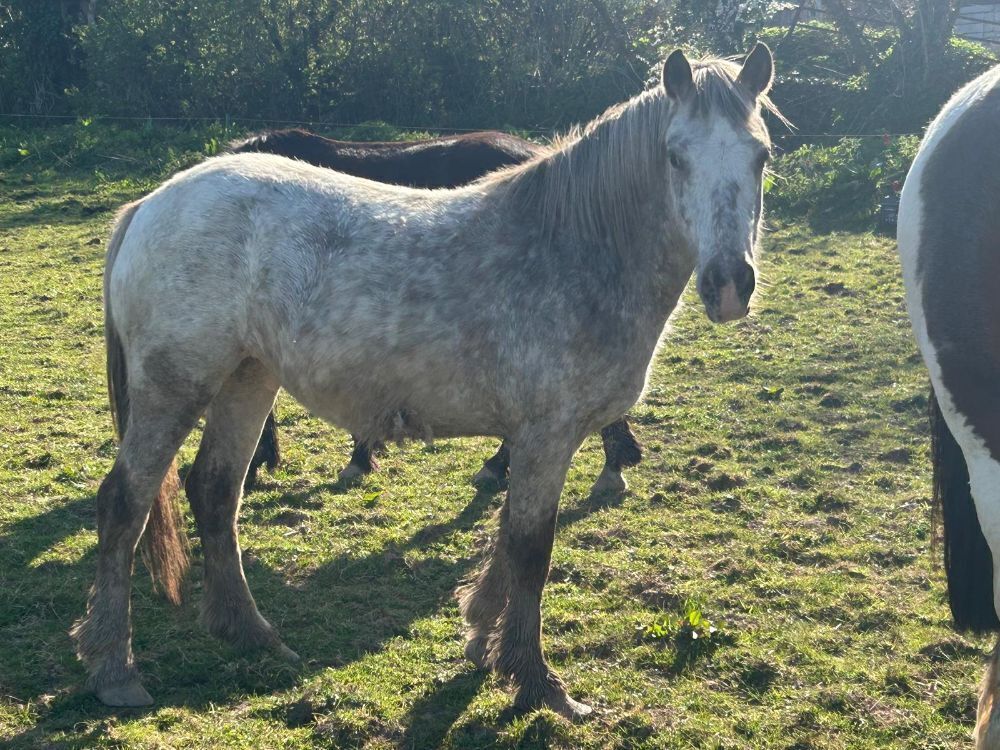 3YR ROAN FILLY HORSE ''BARBIE''