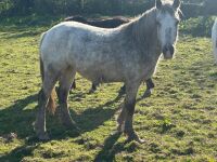 3YR ROAN FILLY HORSE ''BARBIE'' - 2