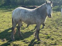 3YR ROAN FILLY HORSE ''BARBIE'' - 3