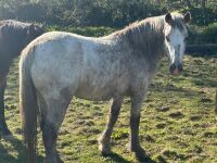 3YR ROAN FILLY HORSE ''BARBIE'' - 4