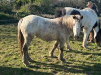 3YR ROAN FILLY HORSE ''BARBIE'' - 5