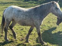 3YR ROAN FILLY HORSE ''BARBIE'' - 6