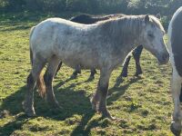 3YR ROAN FILLY HORSE ''BARBIE'' - 7
