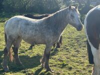 3YR ROAN FILLY HORSE ''BARBIE'' - 8