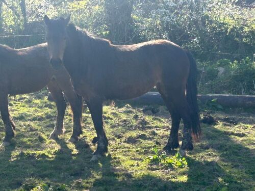 3YR BAY FILLY HORSE ''BALLERINA''