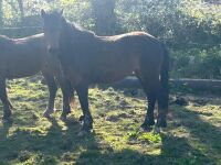 3YR BAY FILLY HORSE ''BALLERINA'' - 2