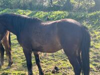 3YR BAY FILLY HORSE ''BALLERINA'' - 5