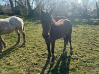 3YR BAY FILLY HORSE ''BALLERINA'' - 6