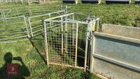 COMPLETE SHEEP HANDLING SYSTEM - 15