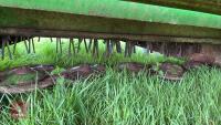 JOHN DEERE 1326 TRAILED MOWER CONDITIONER - 8