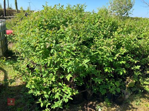 21 HASKAP/HONEYBERRY BUSHES