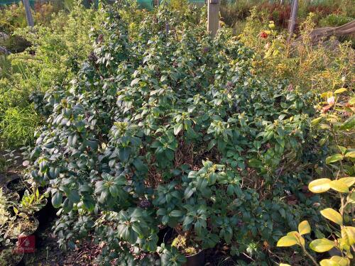 5 ESCALLONIA PINK ELLE SHRUBS