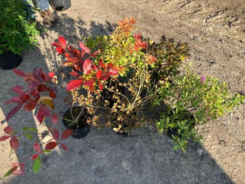 5 MIXED HARDY EVERGREEN SHRUBS