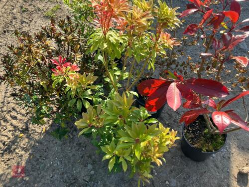 5 MIXED HARDY EVERGREEN SHRUBS