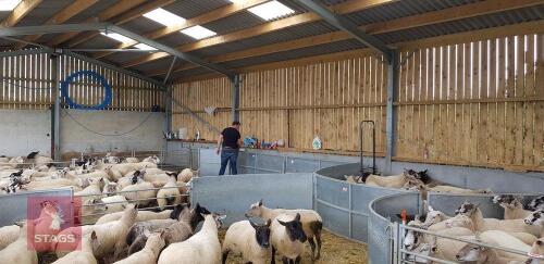 FIXED RITCHIE SHEEP RACE & HOLDING PENS