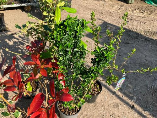 5 MIXED HARDY EVERGREEN SHRUBS