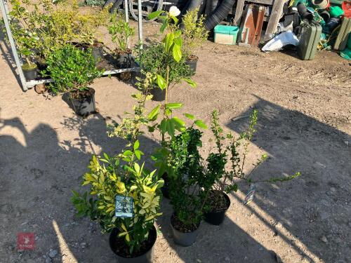 5 MIXED HARDY EVERGREEN SHRUBS