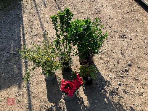 5 MIXED HARDY EVERGREEN PLANTS