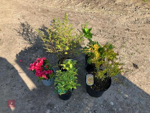 5 MIXED HARDY SHRUBS