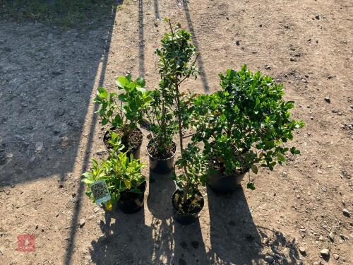 5 MIXED HARDY SHRUBS