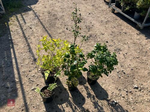 5 MIXED HARDY SHRUBS