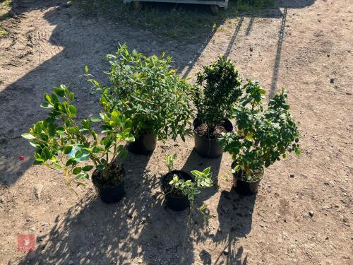 5 MIXED HARDY SHRUBS