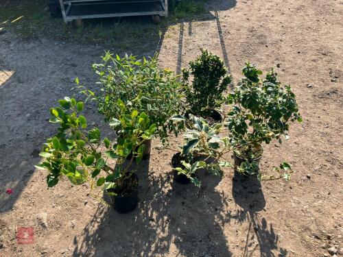 5 MIXED HARDY SHRUBS