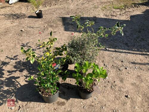 5 MIXED HARDY SHRUBS