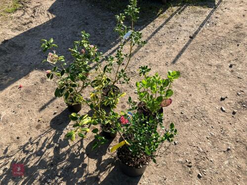 5 MIXED HARDY SHRUBS