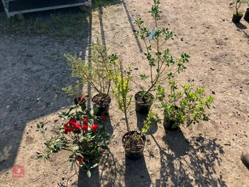 5 MIXED HARDY SHRUBS