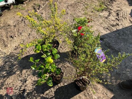 4 MIXED HARDY SHRUBS
