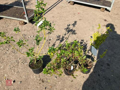 3 MIXED HARDY SHRUBS