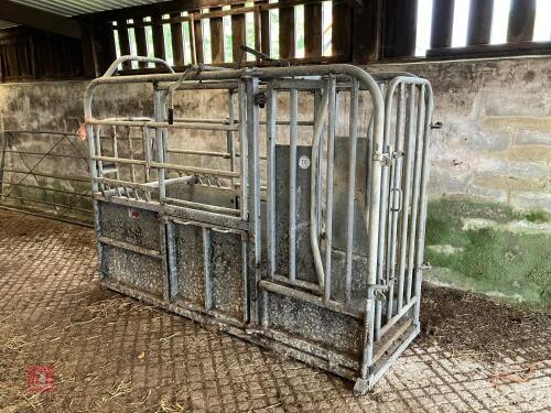 IAE GALVANISED CATTLE CRUSH (113)