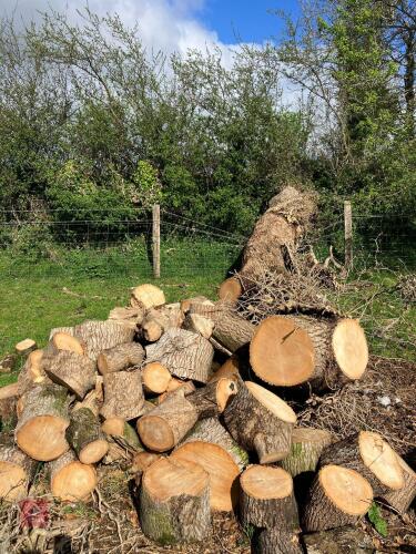 BIG HEAP OF ASH RINGS