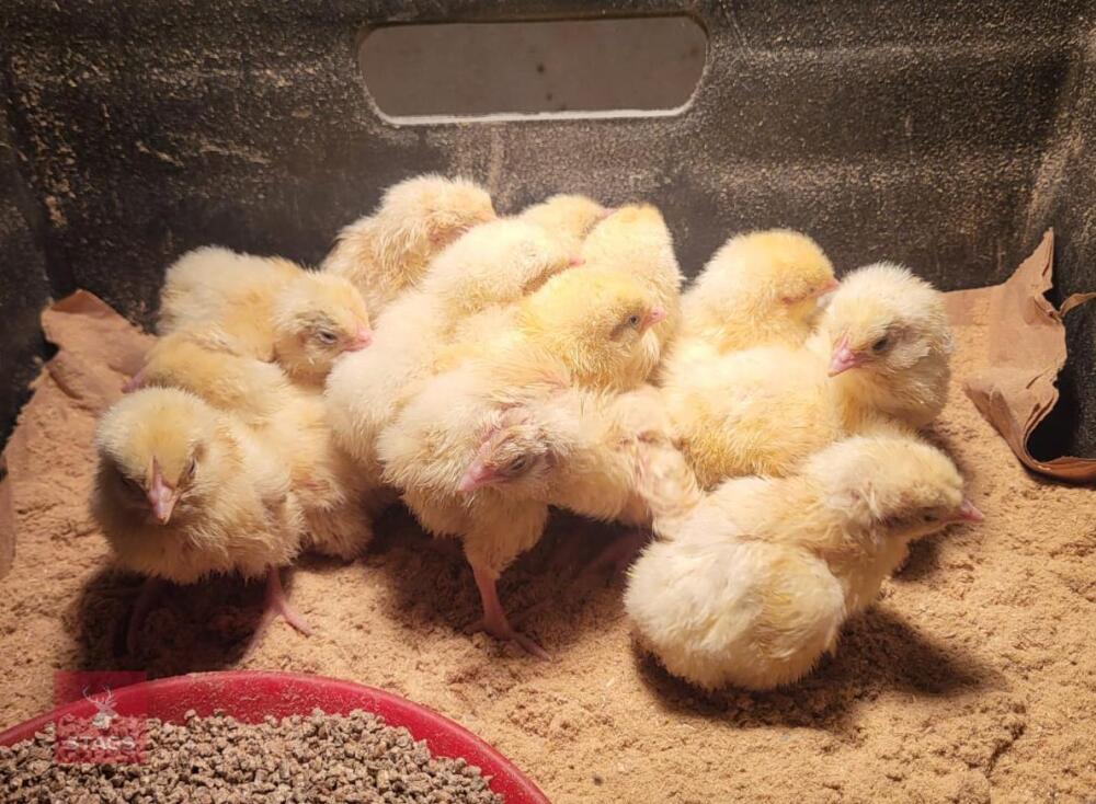 5 LARGE FOWL LIGHT SUSSEX CHICKS BIDS PER LIFE