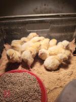 5 LARGE FOWL LIGHT SUSSEX CHICKS BIDS PER LIFE - 2