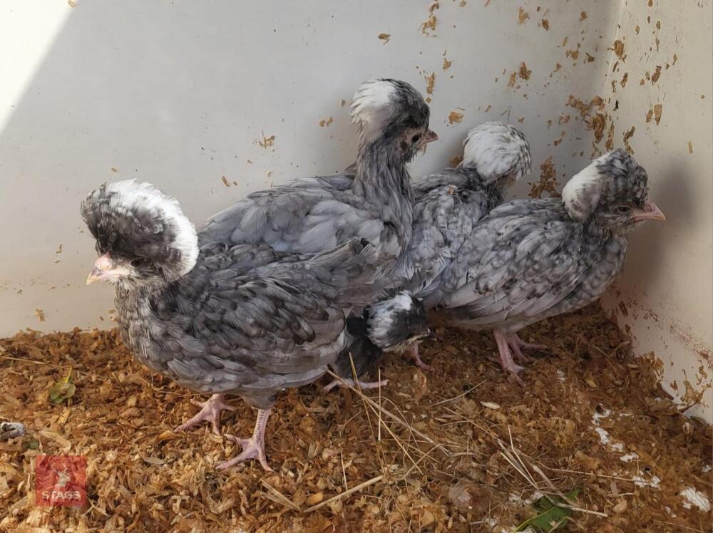 5 BLUE/LAVENDER POLISH BANTAM CHICKS BIDS FOR THE GROUP