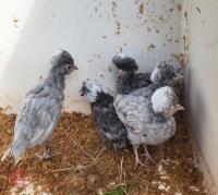5 BLUE/LAVENDER POLISH BANTAM CHICKS BIDS FOR THE GROUP - 2