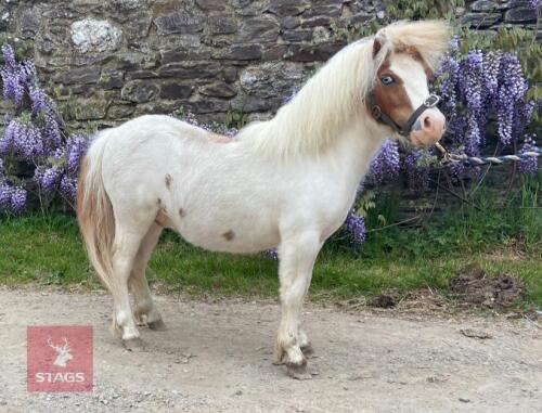8MO MINIATURE SHETLAND COLT